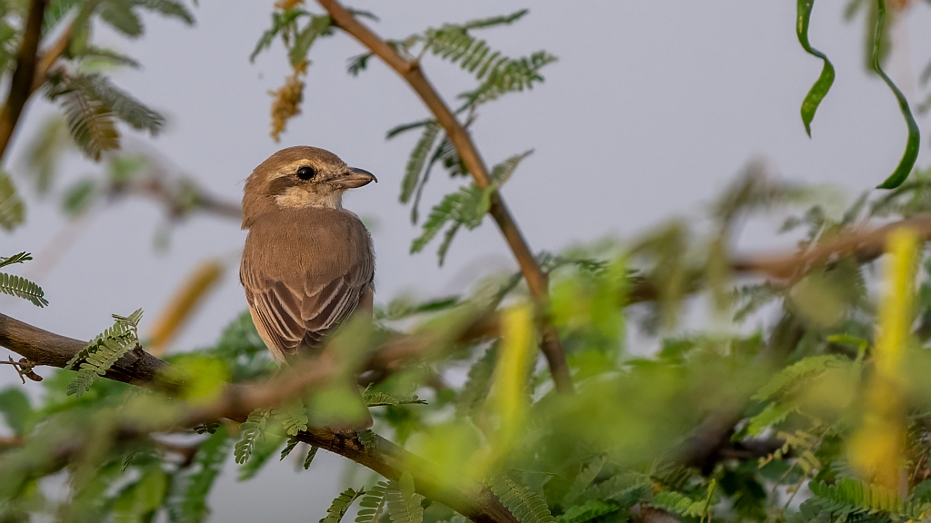 Isabelline Shrike